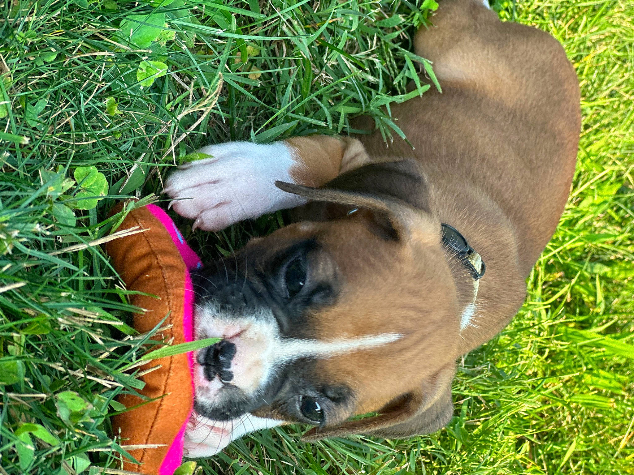Ellie is registered to the contest to win money with this photo: canidae, carnivore, collar, companion_dog, dog, dog_breed, dog_collar, dog_supply, fawn, grass, groundcover, paw, pet_supply, plant, puppy, snout, sporting_group, terrestrial_animal, whiskers, wildlife
