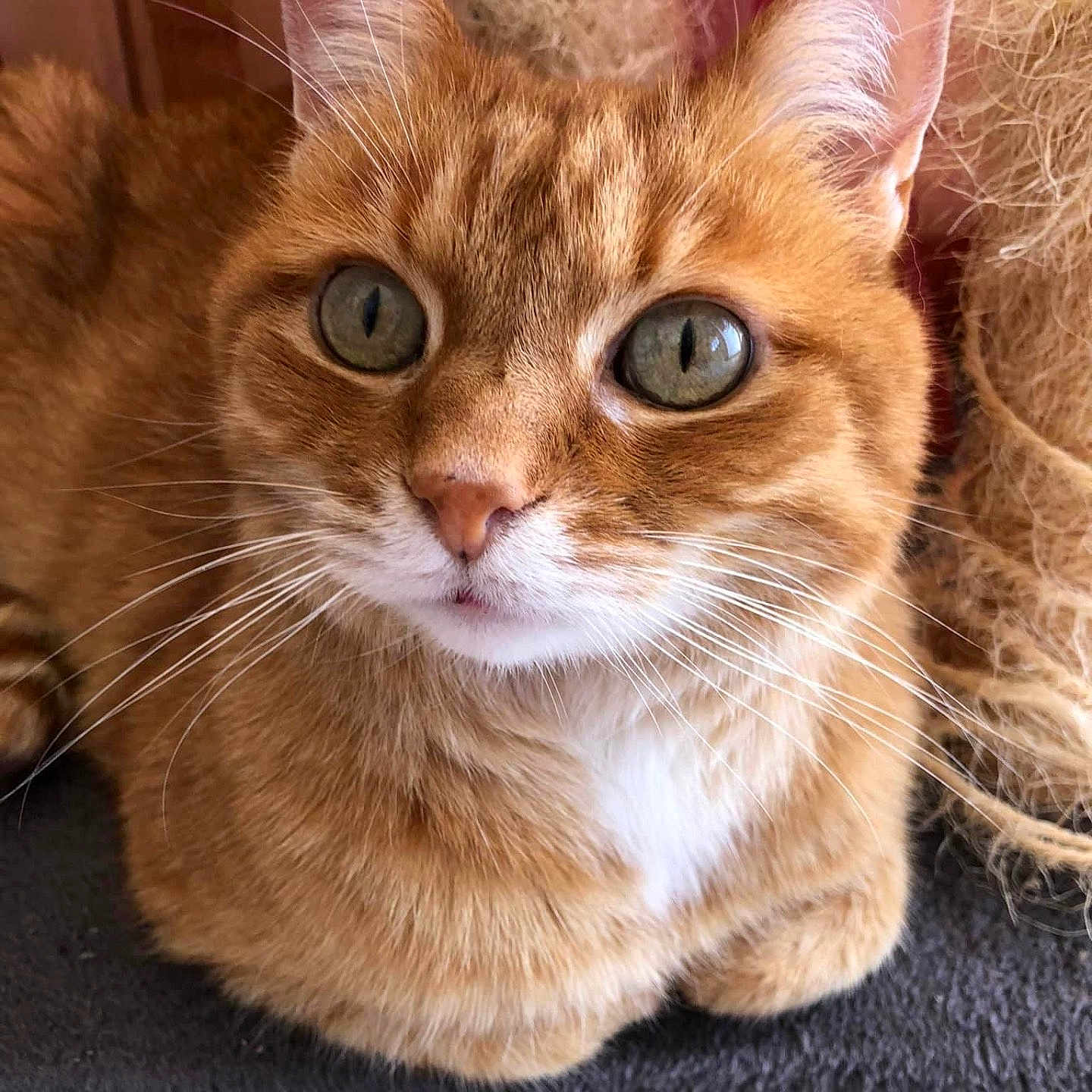 Bandit a rejoint le concours — aidez-le/la à gagner de superbes lots ! abyssinian, angora, animal, cat, citrusfruit, food, fruit, hardwood, kitten, manx, orange, pet, plant, produce, snout, wood