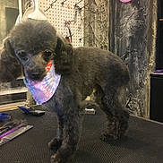 Princess joined the competition — help win amazing prizes! dog, poodle, pet, grooming, bandana, grooming_table, indoor, mirror, pegboard, tools, comb, clippers, haircut, fur, black_fur, standing, close_up, salon, countertop, accessory