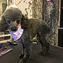 dog, poodle, pet, grooming, bandana, grooming_table, indoor, mirror, pegboard, tools, comb, clippers, haircut, fur, black_fur, standing, close_up, salon, countertop, accessory