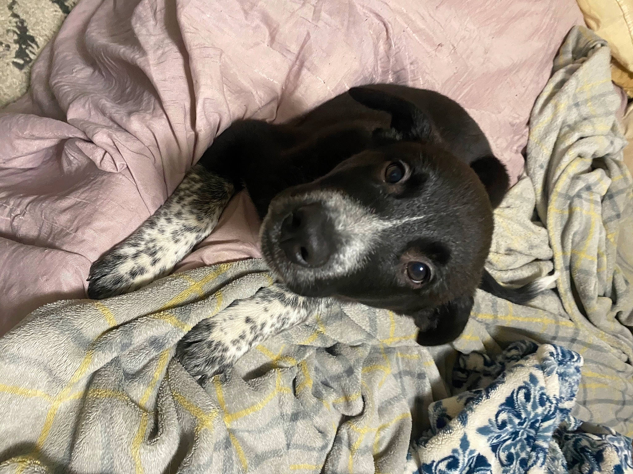 Shadow joined the competition — help win amazing prizes! bed, borador, braque_dauvergne, canidae, carnivore, comfort, companion_dog, dog, dog_breed, dog_supply, fur, grey, guard_dog, gun_dog, linens, pattern, snout, sporting_group, whiskers, working_animal