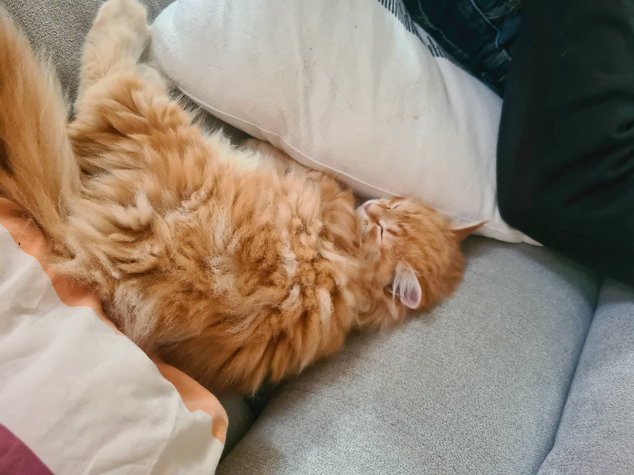 Loki participe au concours pour gagner de l'argent avec cette photo : canidae, carnivore, comfort, companion_dog, dog, dog_breed, duvet, fawn, felidae, fur, liver, nap, non_sporting_group, paw, snout, sporting_group, tail, toy_dog, whiskers, working_animal