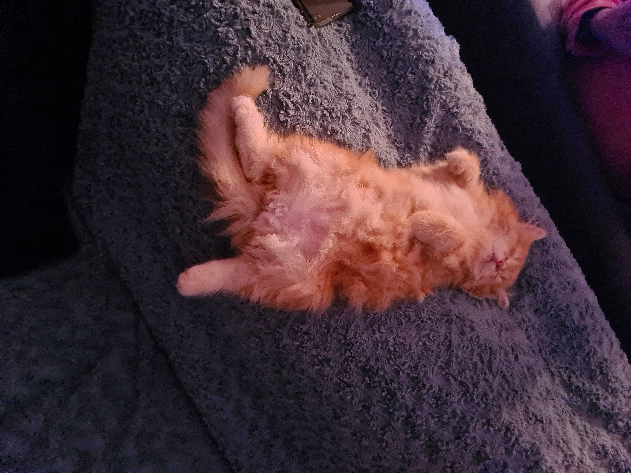 Loki a rejoint le concours — aidez-le/la à gagner de superbes lots ! canidae, carnivore, comfort, companion_dog, dog, dog_breed, fawn, felidae, foot, fur, liver, paw, small_terrier, small_to_medium_sized_cats, snout, sporting_group, tail, terrier, toy_dog, whiskers