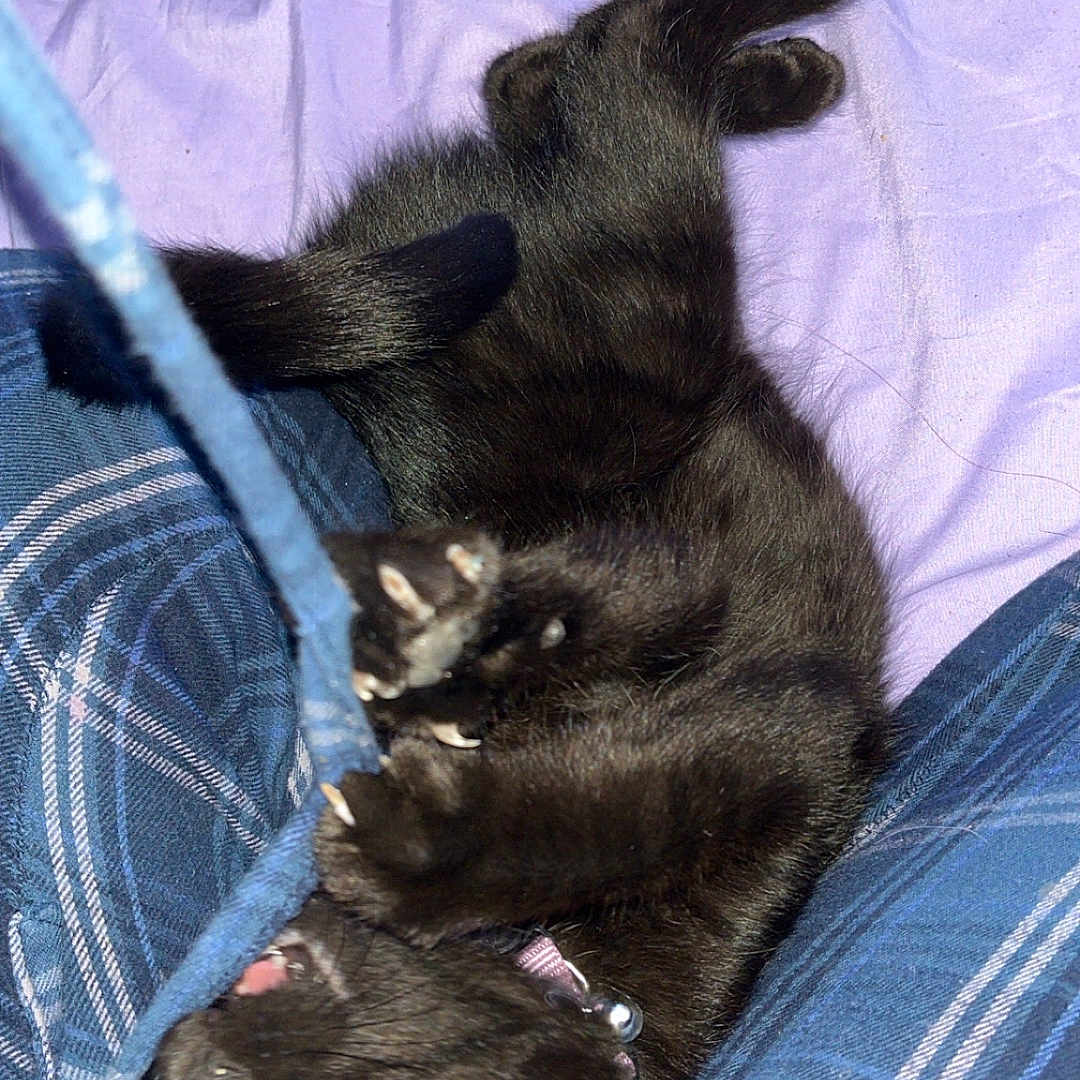 Clementine joined the competition — help win amazing prizes! cat, black_cat, pet, animal, furry, golden_eyes, lying_down, upside_down, playful, relaxed, paws, claws, collar, indoor, blanket, plaid, bed, portrait, flash_photography, cute