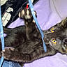 Clementine joined the competition — help win amazing prizes! cat, kitten, black_cat, feline, pet, animal, lying_down, raised_paw, wide_eyes, yellow_eyes, fur, whiskers, bed, purple_bedding, blanket, plaid_fabric, blue_cord, indoor, close_up, playful