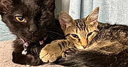 Clementine is registered to the contest to win money with this photo: cats, black_cat, tabby_cat, pet, felines, animal_portrait, close_up, cuddling, sleeping, relaxed, cozy, whiskers, ears, eyes, collar, bell, fur, indoor, blanket, cute