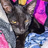black_cat, cat, feline, golden_eyes, close_up, portrait, whiskers, ears, fur, animal, pet, cozy, blanket, fabric, colorful, indoors, resting, staring, cute, photography