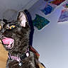 Clementine is registered to the contest to win money with this photo: black_cat, cat, feline, open_mouth, yawning, teeth, tongue, whiskers, ears, yellow_eyes, collar, bell, pet, indoor, close_up, portrait, flash_photography, wooden_surface, colorful_background, funny_expression