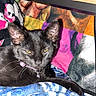 black_cat, cat, feline, pet, animal, golden_eyes, collar, bell, lying_down, relaxed, staring, whiskers, ears, fur, blanket, colorful, indoor, table, cozy, portrait