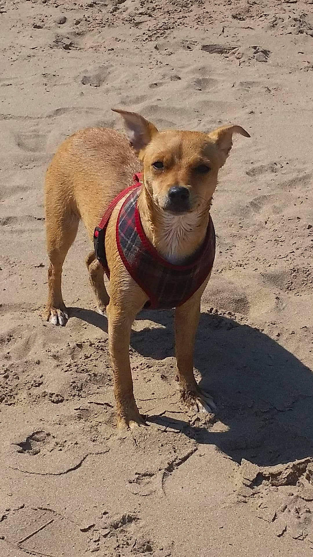 Sandie joined the competition — help win amazing prizes! aspin, beach, canidae, carnivore, companion_dog, dog, dog_breed, fawn, leash, mammal, potcake_dog, sand, snout, sporting_group, street_dog, vacation