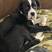 Chaos joined the competition — help win amazing prizes! dog, black_and_white, bone, chew_toy, couch, blanket, camouflage, pet, paw, relaxed, indoor, fur, animal, looking_back, collar, nose, ears, whiskers, resting, companion
