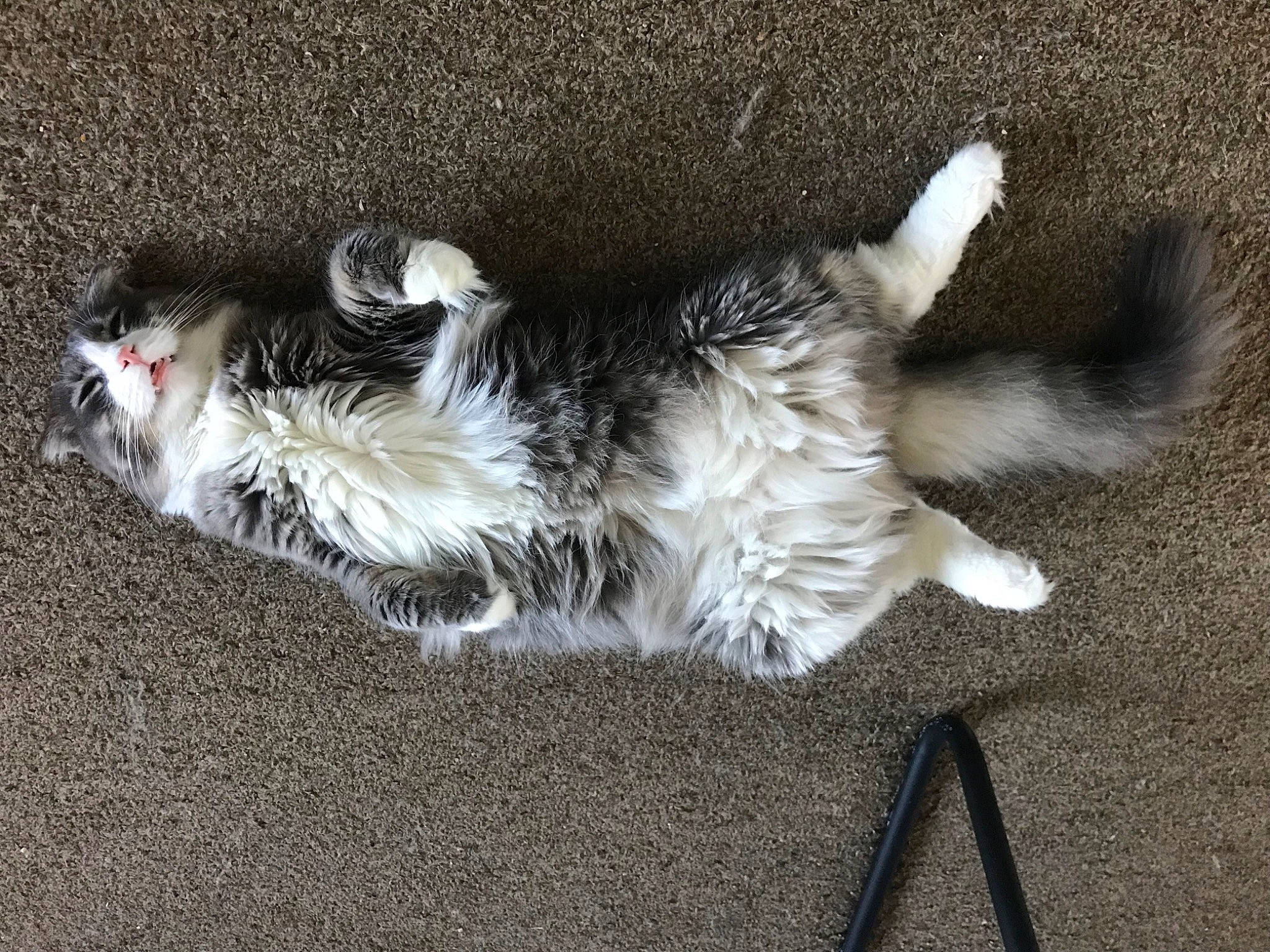 Berlioz is registered to the contest to win money with this photo: asphalt, canidae, carnivore, cat, claw, companion_dog, dog_breed, domestic_short_haired_cat, fawn, felidae, foot, fur, paw, road_surface, small_to_medium_sized_cats, snout, soil, sporting_group, tail, whiskers