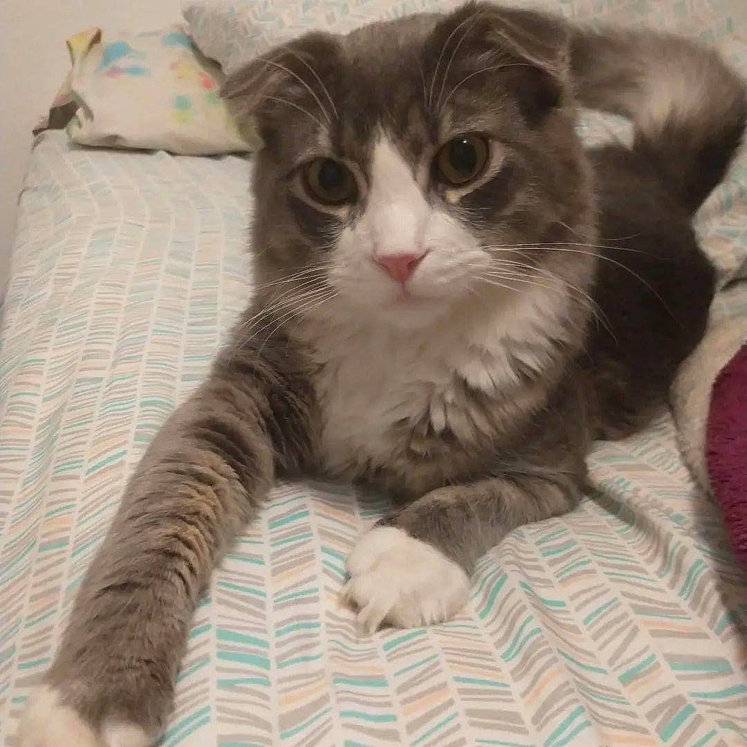 Berlioz is registered to the contest to win money with this photo: carnivore, cat, claw, comfort, domestic_short_haired_cat, eye, fawn, felidae, flooring, foot, fur, paw, sitting, small_to_medium_sized_cats, snout, tail, toe, whiskers