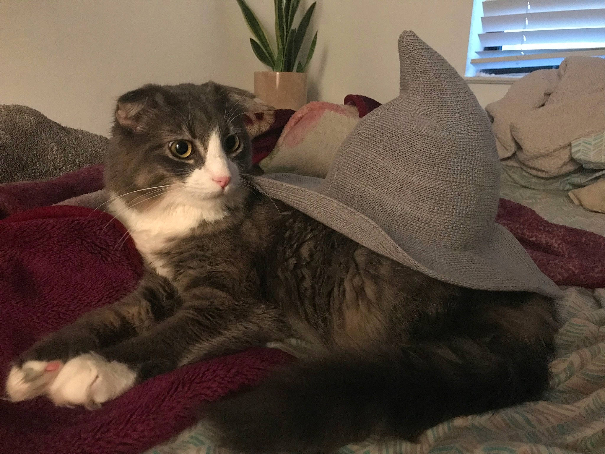 Berlioz joined the competition — help win amazing prizes! carnivore, cat, cat_bed, cat_supply, comfort, costume_hat, domestic_short_haired_cat, felidae, flowerpot, fur, hat, houseplant, paw, plant, room, small_to_medium_sized_cats, sun_hat, tail, whiskers, window