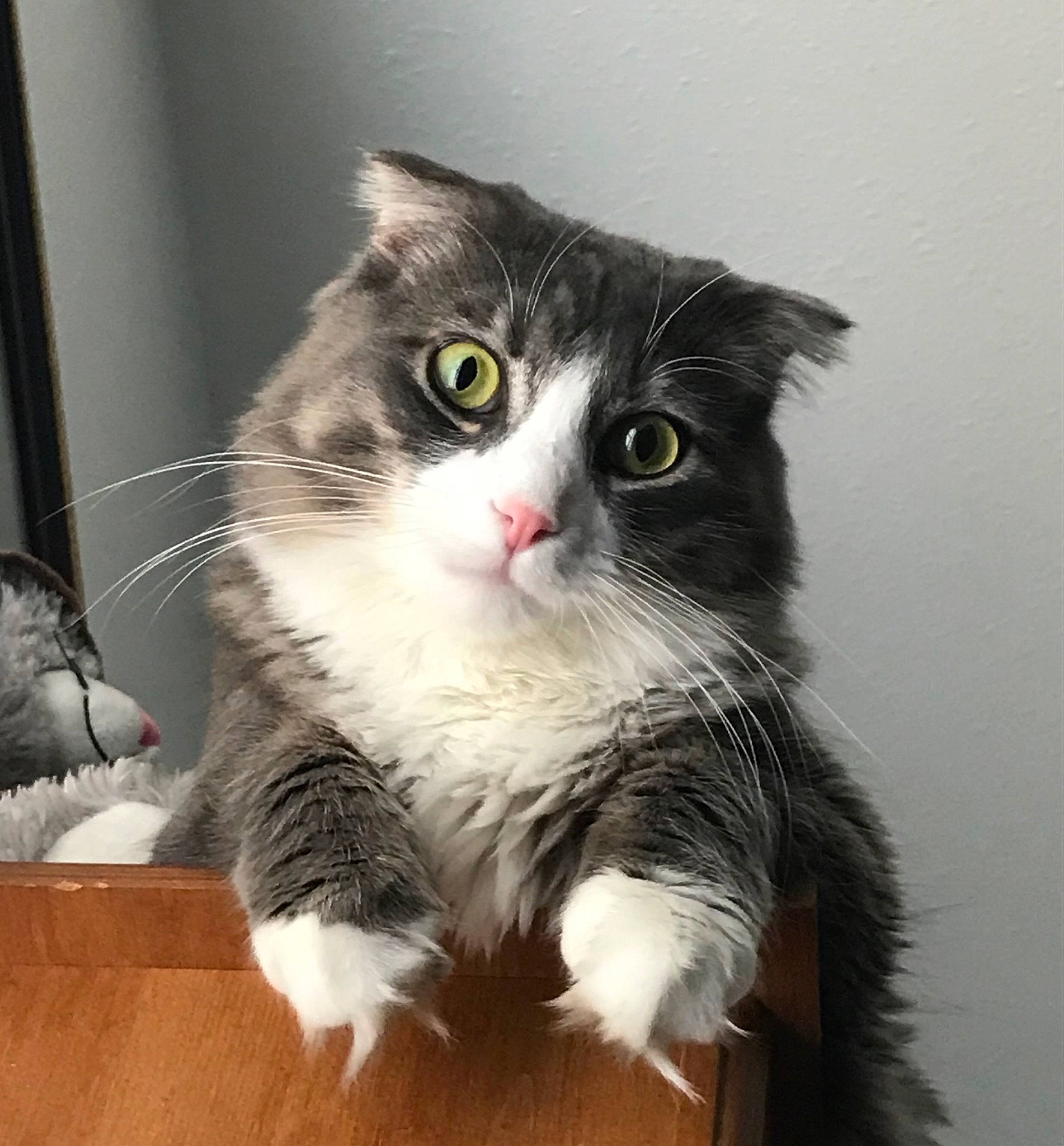 Berlioz is registered to the contest to win money with this photo: box, carnivore, cat, claw, domestic_short_haired_cat, felidae, fur, paw, photo_caption, sitting, small_to_medium_sized_cats, snout, tail, terrestrial_animal, whiskers, window