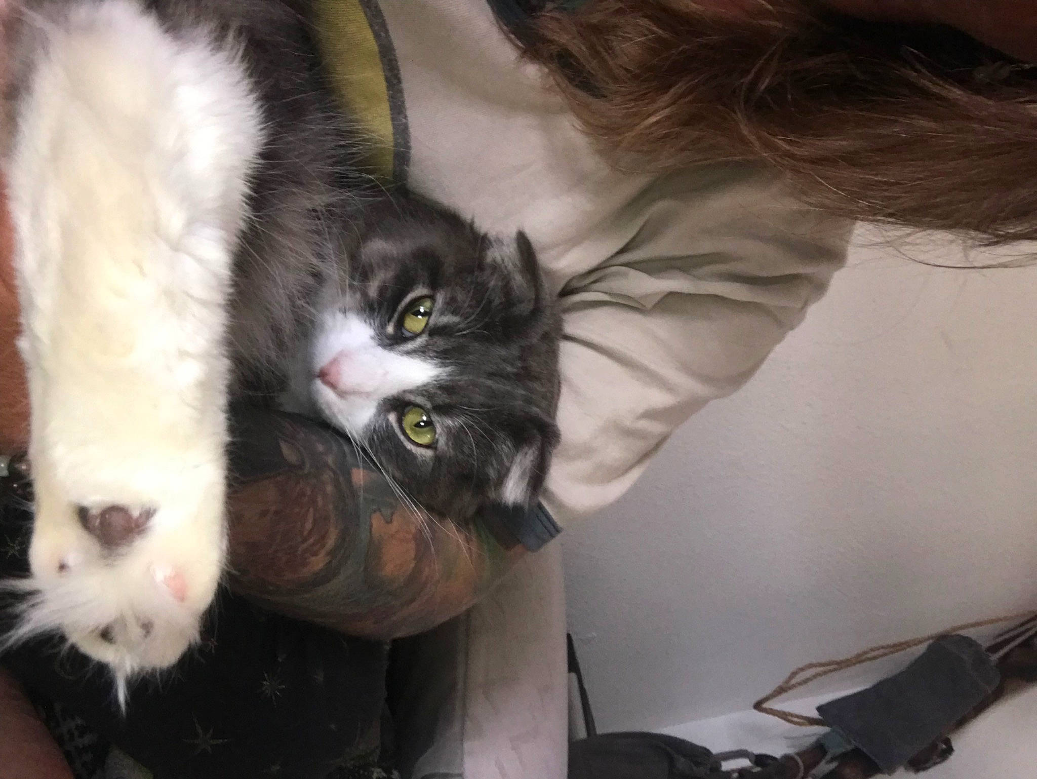 Berlioz is registered to the contest to win money with this photo: carnivore, cat, claw, comfort, domestic_short_haired_cat, eye, felidae, fur, iris, paw, small_to_medium_sized_cats, snout, tail, whiskers