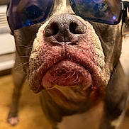 Zeus joined the competition — help win amazing prizes! dog, sunglasses, close_up, pet, indoor, wooden_floor, blurred_background, animal, canine, nose, face, reflection, cool, portrait, domestic_animal, brown, white_paws, whiskers, funny, wearing