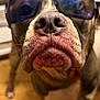 dog, sunglasses, close_up, pet, indoor, wooden_floor, blurred_background, animal, canine, nose, face, reflection, cool, portrait, domestic_animal, brown, white_paws, whiskers, funny, wearing