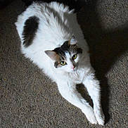 Tina joined the competition — help win amazing prizes! cat, white_cat, fluffy, stretching, indoor, floor, pet, animal, feline, relaxed, looking_up, curious, whiskers, ears, paws, domestic_cat, mammal, fur, cute, resting