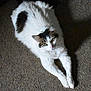 cat, white_cat, fluffy, stretching, indoor, floor, pet, animal, feline, relaxed, looking_up, curious, whiskers, ears, paws, domestic_cat, mammal, fur, cute, resting