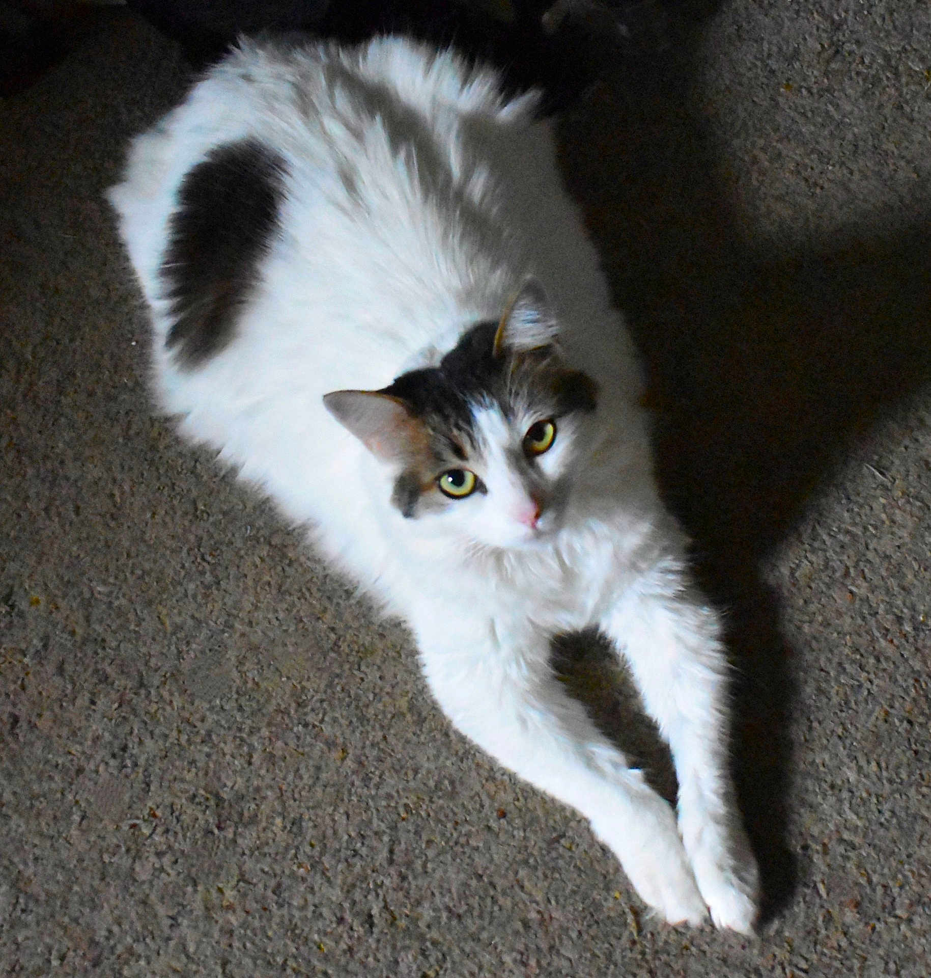 Tina joined the competition — help win amazing prizes! cat, white_cat, fluffy, stretching, indoor, floor, pet, animal, feline, relaxed, looking_up, curious, whiskers, ears, paws, domestic_cat, mammal, fur, cute, resting