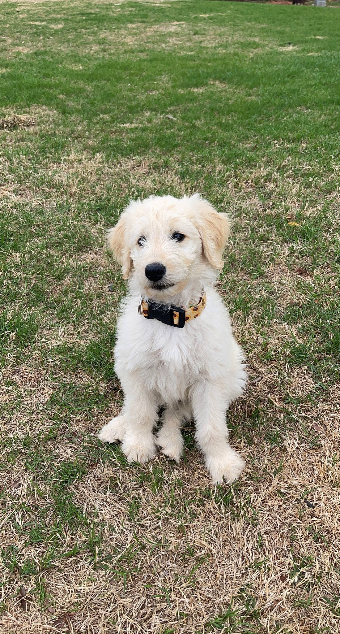 Izzie joined the competition — help win amazing prizes! canidae, carnivore, companion_dog, dog, dog_breed, dog_collar, fashion_accessory, fur, grass, maltepoo, non_sporting_group, puppy, small_terrier, snout, sporting_group, tail, terrier, toy_dog, tracking_trial, working_animal