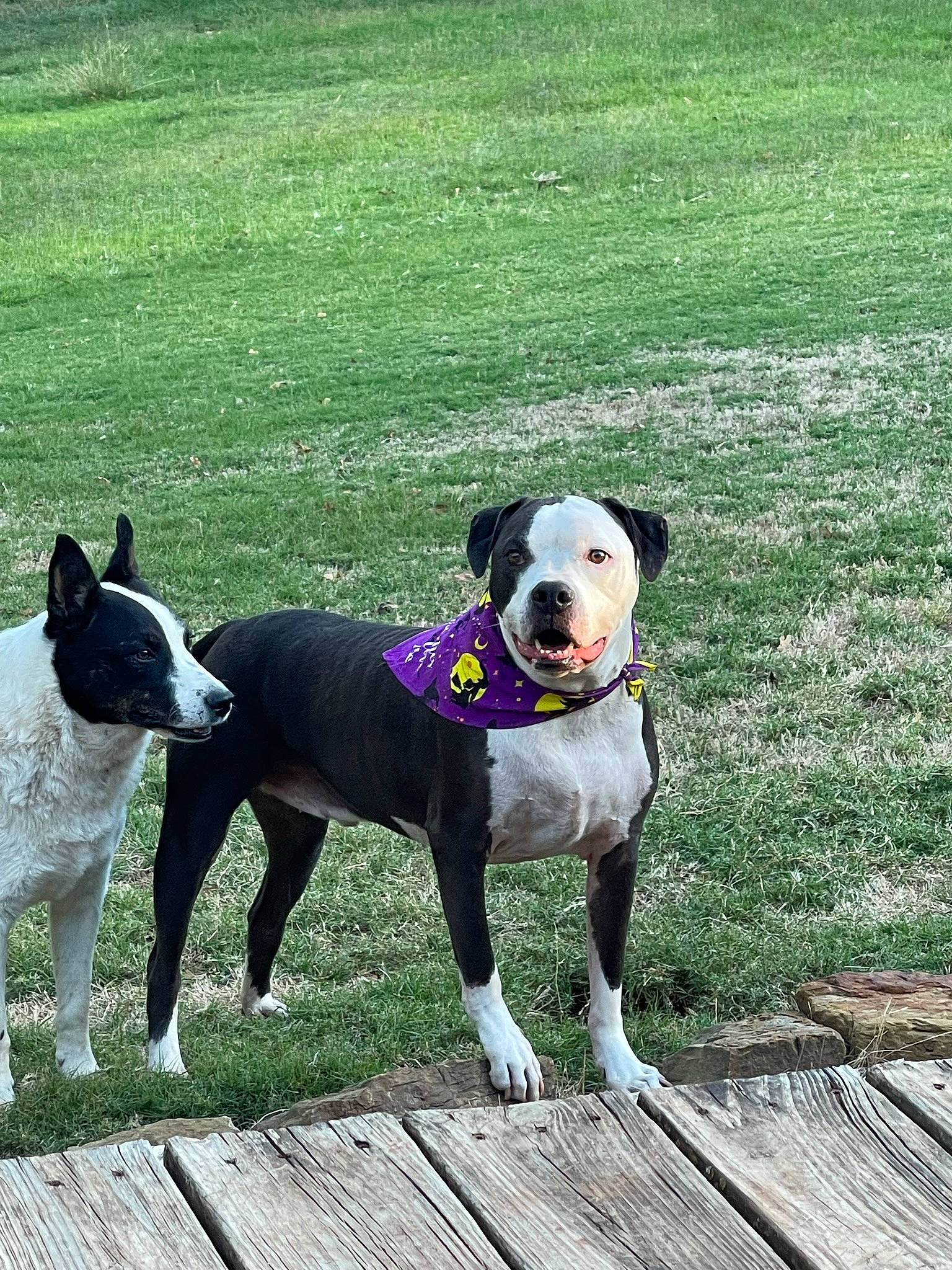 Trigger is registered to the contest to win money with this photo: ball, canidae, carnivore, collar, companion_dog, dog, dog_breed, dog_collar, dog_supply, fawn, grass, green, mammal, pet_supply, snout, sporting_group, tail, wood, working_animal, working_dog