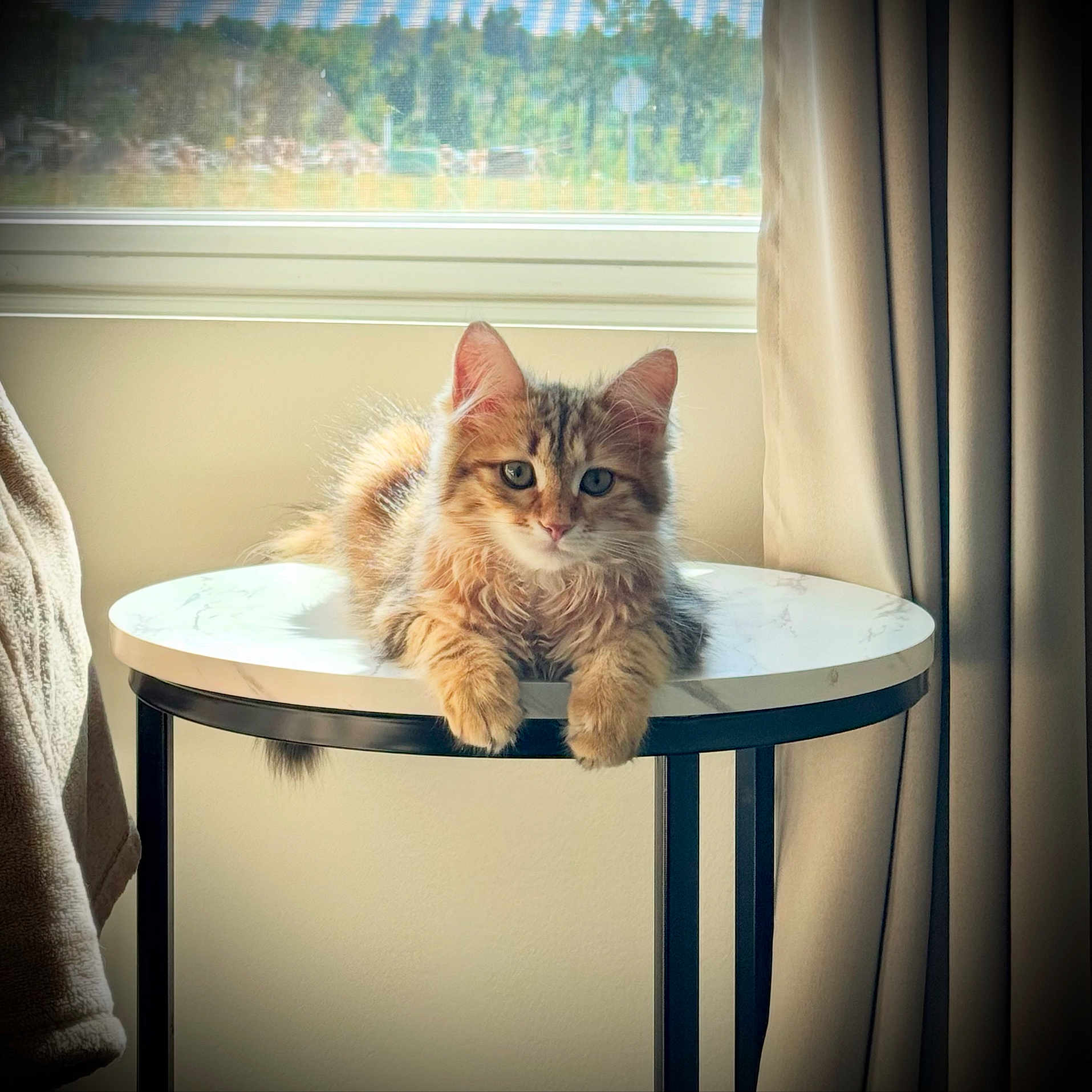 Dinah is registered to the contest to win money with this photo: animal, cat, cozy, curtains, cute, domestic, feline, fluffy, furniture, indoor, kitten, marble_top, natural_light, pet, relaxed, resting, tabby, table, window, young