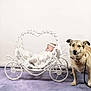 Elyana participe au concours pour gagner de l'argent avec cette photo : animal, baby, bow_tie, carriage, child, cute, decorative, dog, furniture, headband, heart_shape, indoor, infant, leash, pet, portrait, purple_floor, resting, studio, white_clothing