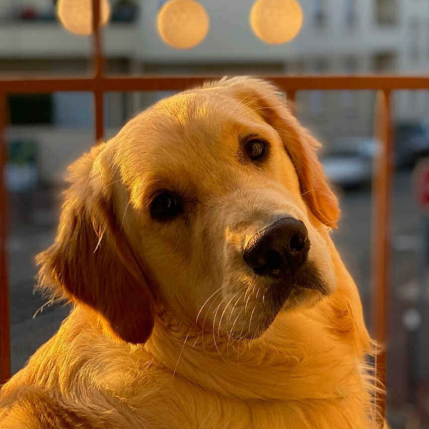 Upper a rejoint le concours — aidez-le/la à gagner de superbes lots ! dog, golden_retriever, pet, animal, portrait, head_tilt, outdoor, sunset_lighting, warm_light, cute, fur, whiskers, ears, close_up, face, expression, background_blur, string_lights, railing, urban