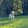 dog, white_dog, grass, field, forest, trees, sunlight, outdoor, nature, pet, canine, happy, tongue_out, collar, animal, mammal, daylight, greenery, playful, standing