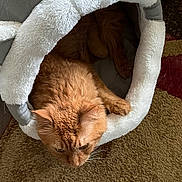 Salem joined the competition — help win amazing prizes! cat, orange_cat, sleeping, pet, furry, whiskers, ears, animal, blanket, white_blanket, cozy, indoors, carpet, home, relaxed, resting, portrait, upside_down, cute, nap