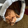 cat, orange_cat, sleeping, pet, furry, whiskers, ears, animal, blanket, white_blanket, cozy, indoors, carpet, home, relaxed, resting, portrait, upside_down, cute, nap