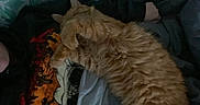 Salem joined the competition — help win amazing prizes! cat, orange_cat, sleeping, sleepy, curled_up, fluffy, fur, pet, animal, indoors, bed, blanket, pillow, bedding, cozy, resting, relaxed, dim_lighting, home, photography