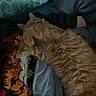 cat, orange_cat, sleeping, sleepy, curled_up, fluffy, fur, pet, animal, indoors, bed, blanket, pillow, bedding, cozy, resting, relaxed, dim_lighting, home, photography