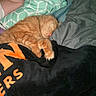 Salem is registered to the contest to win money with this photo: cat, kitten, orange_cat, sleeping, sleepy, fluffy, tabby, pet, animal, indoors, bed, blanket, bedding, clothing, fabric, cozy, resting, curled_up, peaceful, photography