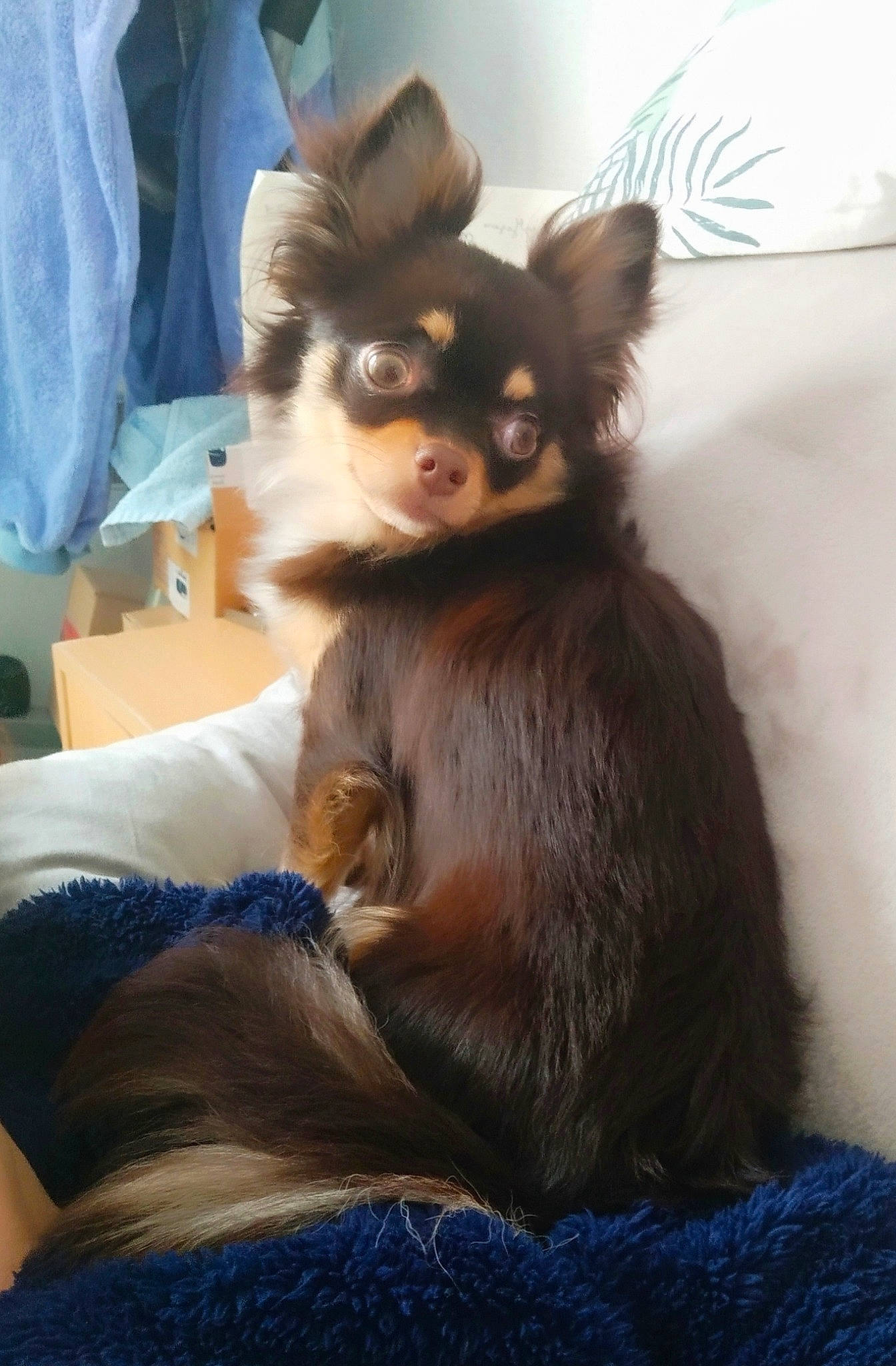 Paméla participe au concours pour gagner de l'argent avec cette photo : canidae, carnivore, chihuahua, companion_dog, dog, dog_breed, ear, fawn, long_hair, mammal, puppy, russkiy_toy, skin, small_terrier, terrier, toy_dog, vertebrate, yorkshire_terrier