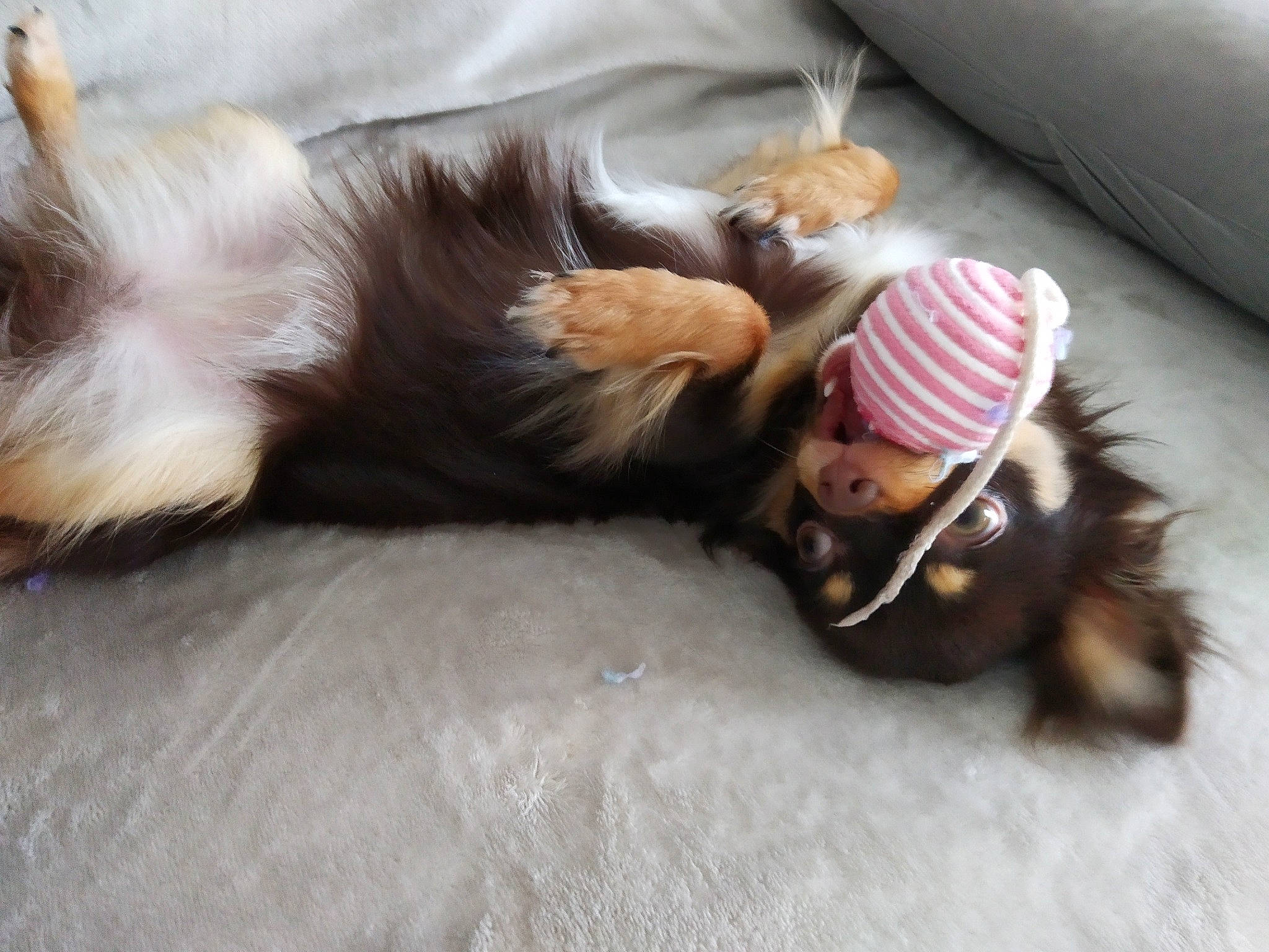 Paméla participe au concours pour gagner de l'argent avec cette photo : australian_silky_terrier, canidae, carnivore, companion_dog, dog, dog_breed, lhasa_apso, morkie, nap, puppy, puppy_love, shih_tzu, sporting_group, toy_dog, yorkshire_terrier