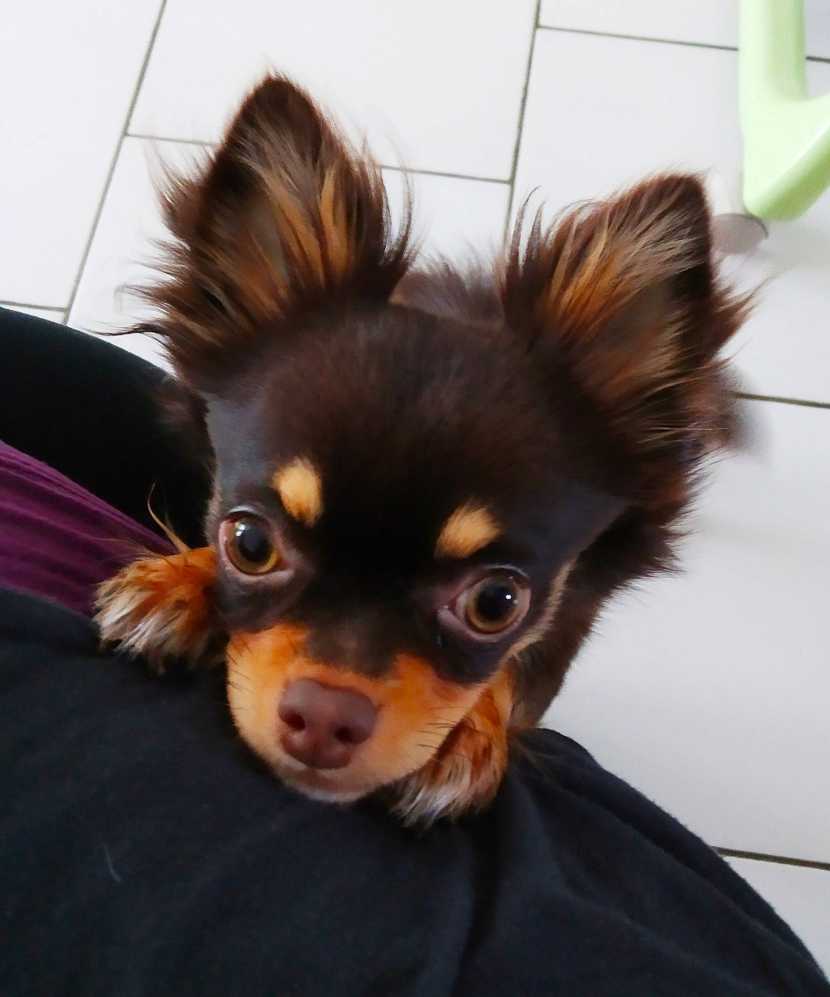 Paméla participe au concours pour gagner de l'argent avec cette photo : canidae, carnivore, chihuahua, companion_dog, dog, dog_breed, ear, eye, fur, hair, head, mammal, nose, puppy, russkiy_toy, skin, snout, sporting_group, terrier, toy_dog