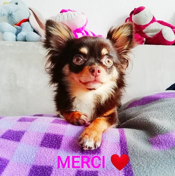 Paméla participe au concours pour gagner de l'argent avec cette photo : canidae, carnivore, chihuahua, chinese_imperial_dog, companion_dog, dog, dog_breed, fawn, mammal, puppy, toy_dog