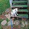 Molly joined the competition — help win amazing prizes! dog, puppy, spotted_dog, white_dog, brown_patches, sitting, outdoor, grass, stairs, green_carpet, wooden_structure, leash, collar, harness, cords, yard, garden, stone_path, portrait, animal