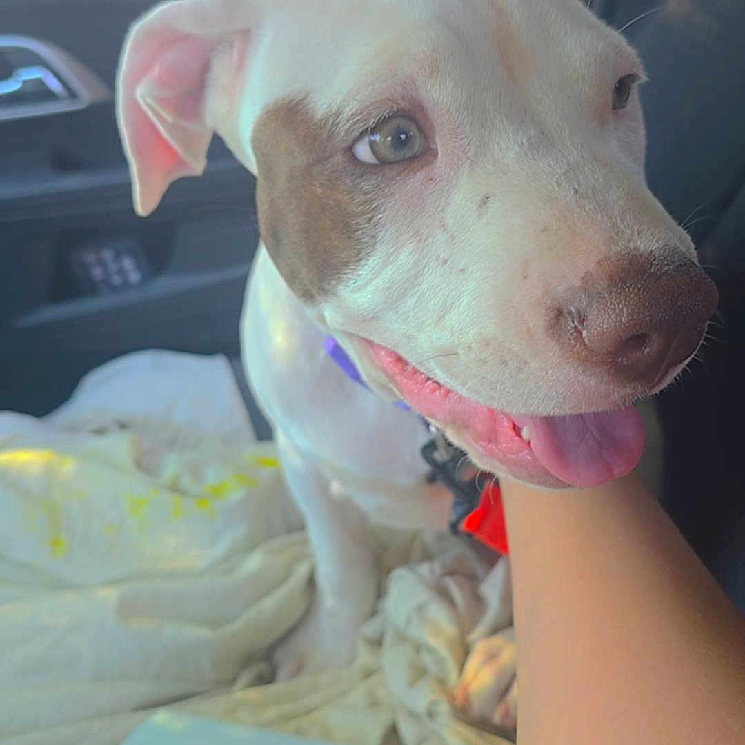 Molly is registered to the contest to win money with this photo: dog, puppy, pet, animal, white_fur, brown_patches, floppy_ears, blue_eyes, open_mouth, tongue, smiling, sitting, car, vehicle, interior, passenger_seat, blanket, human_arm, close_up, portrait