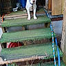 Molly joined the competition — help win amazing prizes! dog, puppy, white_dog, brown_markings, sitting, standing, leash, collar, steps, stairs, green_carpet, kennel, outdoor, wooden_structure, cage, rope, blue_leash, pet, animal, portrait