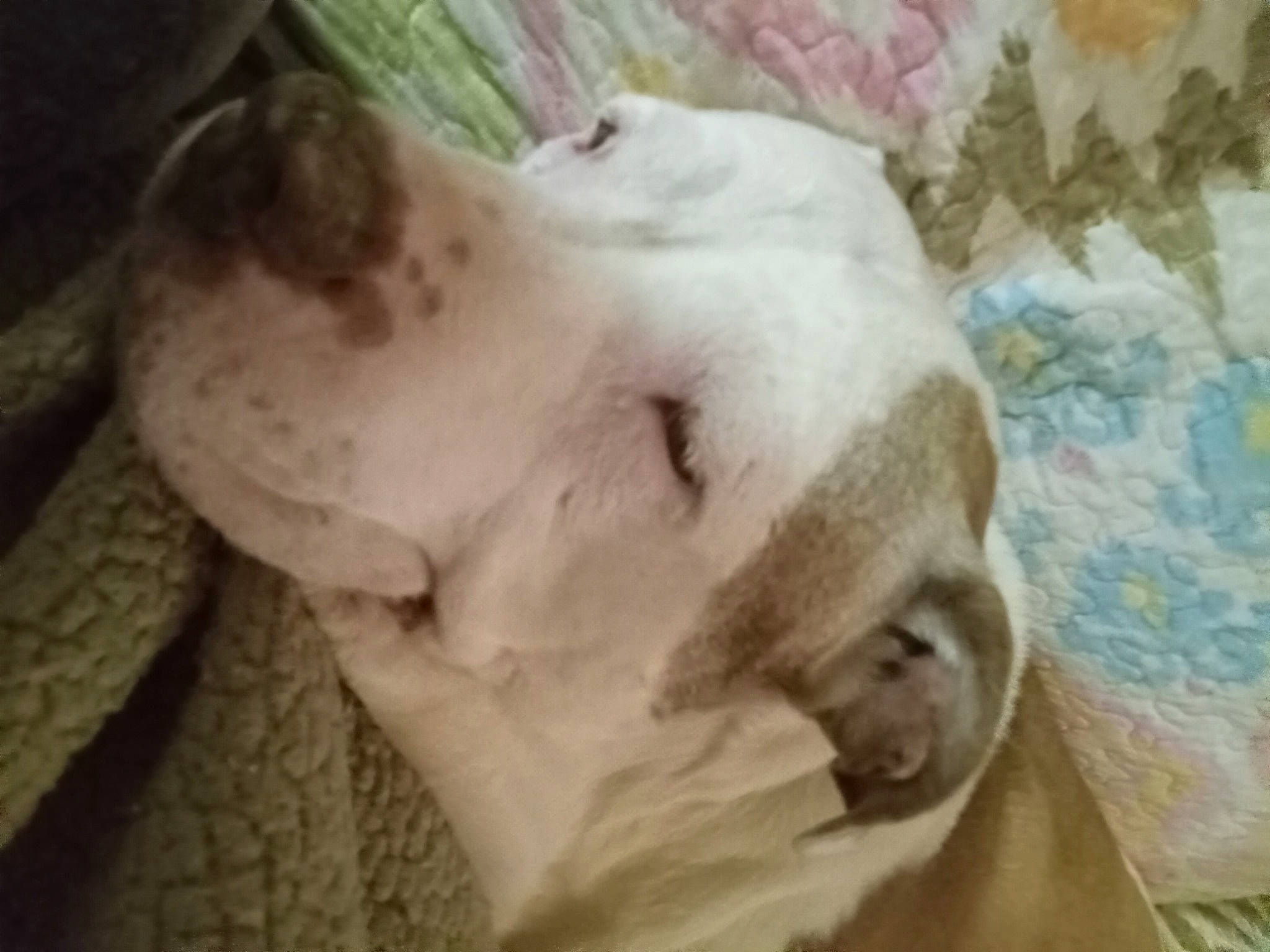 Clay joined the competition — help win amazing prizes! canidae, carnivore, comfort, companion_dog, dog, dog_breed, ear, fawn, fur, linens, nap, non_sporting_group, paw, puppy, snout, sporting_group, street_dog, terrestrial_animal, whiskers, working_animal