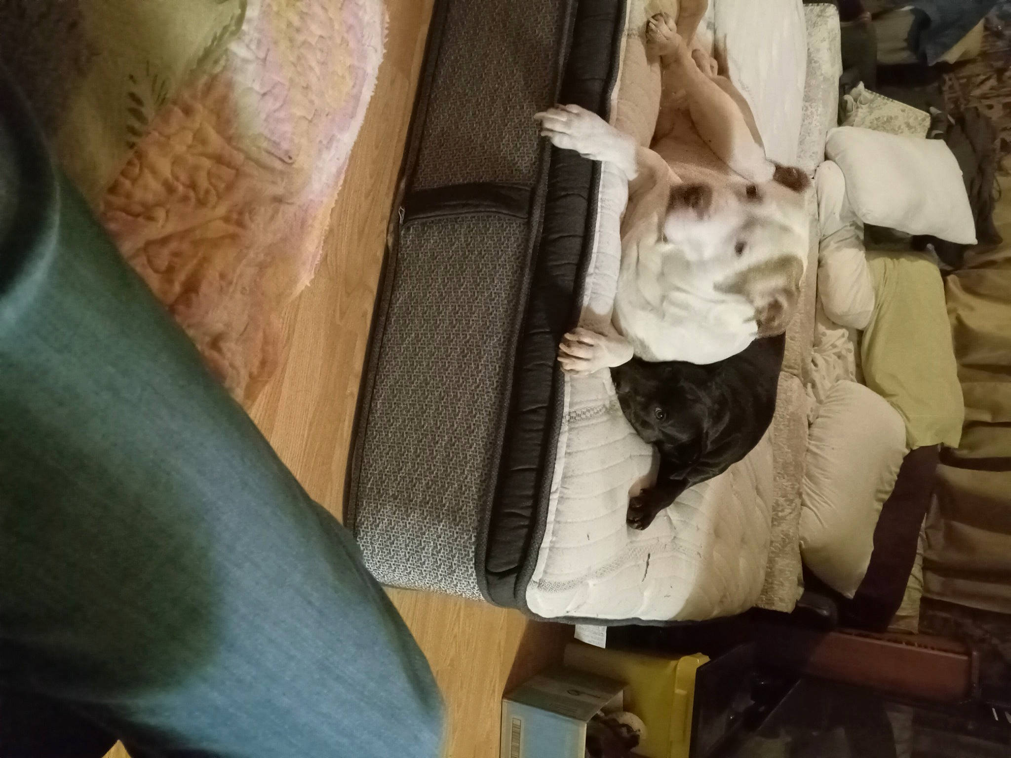 Clay joined the competition — help win amazing prizes! canidae, carnivore, cat, cat_supply, chair, comfort, companion_dog, domestic_short_haired_cat, fawn, felidae, fur, hardwood, human_leg, linens, room, small_to_medium_sized_cats, sporting_group, tail, whiskers, wood