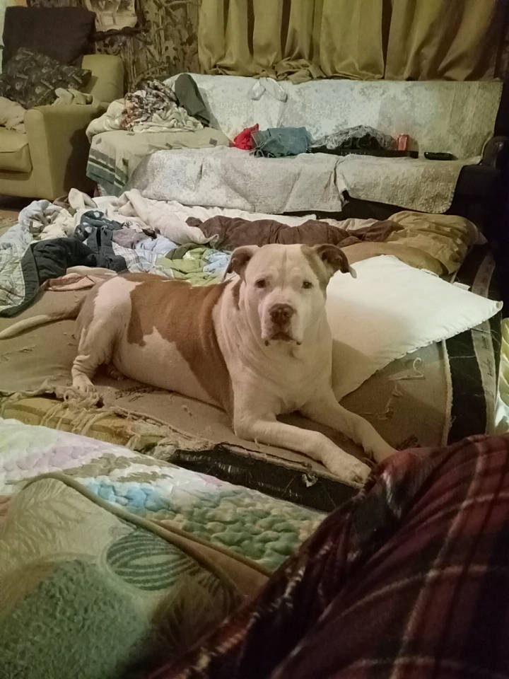 Clay joined the competition — help win amazing prizes! bed_sheet, bedding, canidae, carnivore, comfort, companion_dog, couch, dog, dog_breed, dog_supply, fawn, flooring, grey, linens, pillow, room, sporting_group, whiskers, wood, working_animal