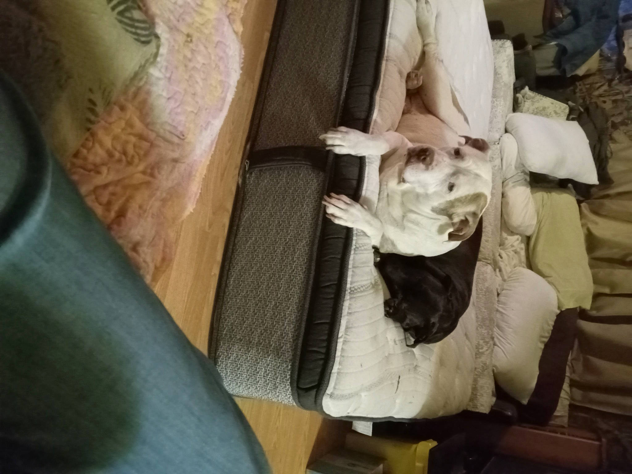 Clay is registered to the contest to win money with this photo: canidae, comfort, companion_dog, fawn, felidae, fur, hardwood, human_leg, linens, nap, room, sitting, small_to_medium_sized_cats, sporting_group, whiskers, wood