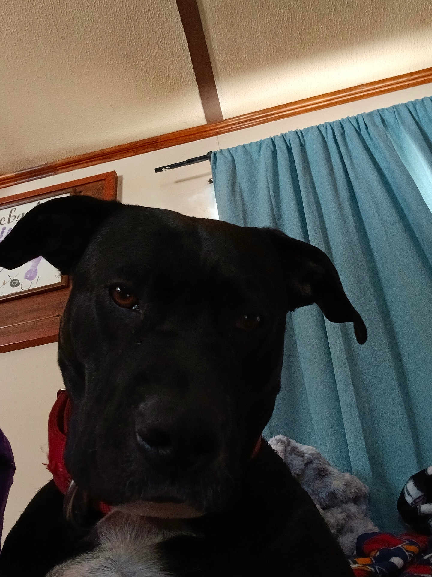 Trixie joined the competition — help win amazing prizes! dog, black_dog, pet, collar, indoor, curtain, blanket, close_up, face, canine, animal, fur, ears, nose, brown_eyes, home, cozy, portrait, looking, domestic