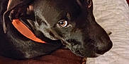 Trixie joined the competition — help win amazing prizes! animal, bed, bedroom, blanket, bulldog, canine, couch, cushion, dog, furniture, greatdane, homedecor, hound, indoors, labradorretriever, pet, pointer, puppy, room, snout