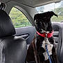 Trixie joined the competition — help win amazing prizes! animal, backseat, black_dog, calm, canine, car_interior, daylight, dog, domestic_animal, greenery, leash, leather_seat, pet, red_collar, resting, seatbelt, seated, side_window, thoughtful, window